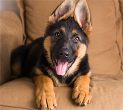 Veterinary Discounts in Eldersburg, MD Veterinary Discounts in Eldersburg, MD